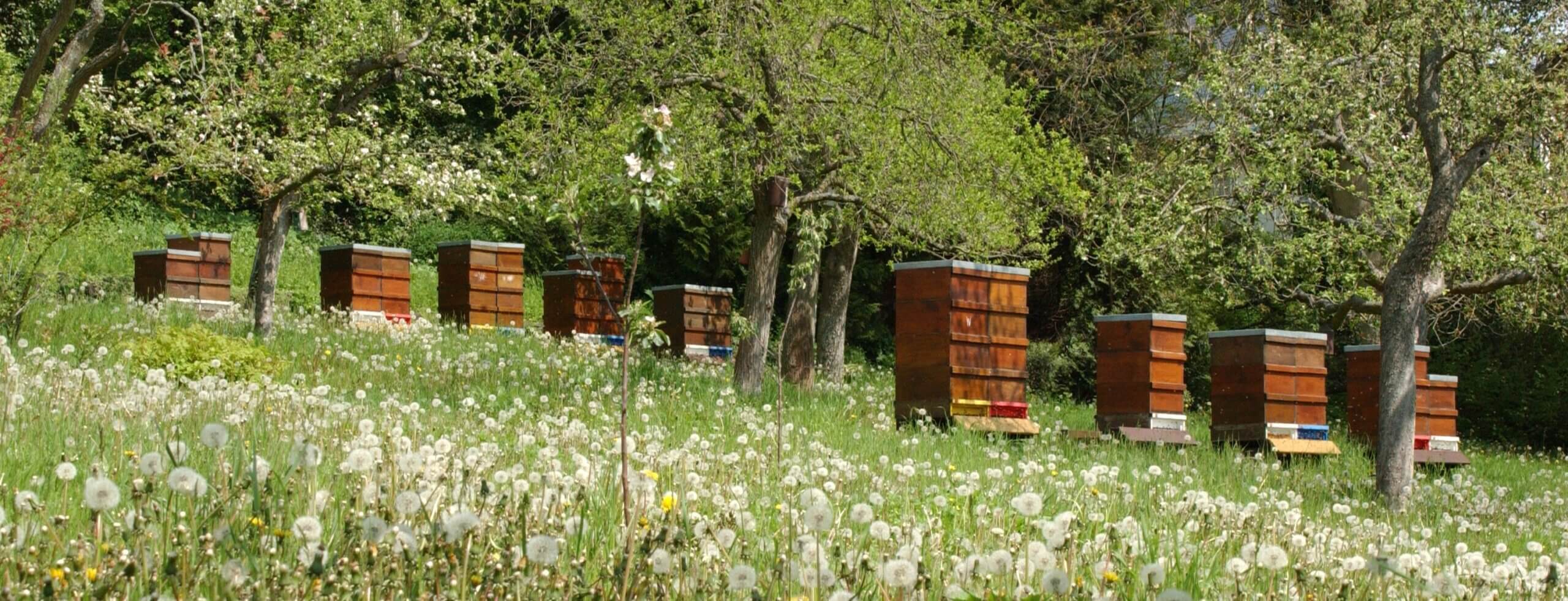 Titelbild Dienstleistungszentrum ländlicher Raum WW-OE (DLR) Fachzentrum für Bienen und Imkerei Landesbehörde