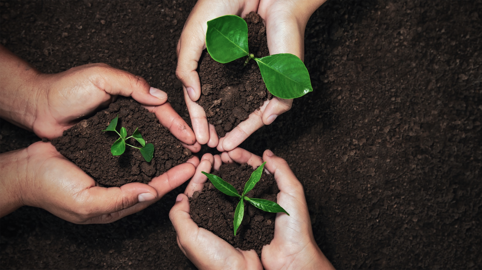 Titelbild Presto Humus  GmbH