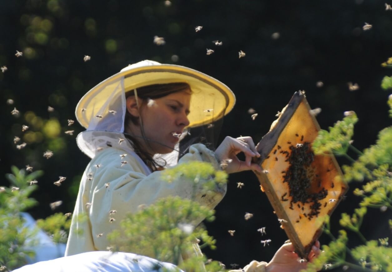 Galeriebild Dienstleistungszentrum ländlicher Raum WW-OE (DLR) Fachzentrum für Bienen und Imkerei Landesbehörde