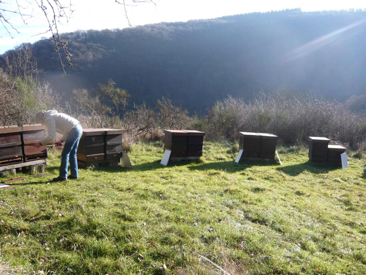 Galeriebild Dienstleistungszentrum ländlicher Raum WW-OE (DLR) Fachzentrum für Bienen und Imkerei Landesbehörde