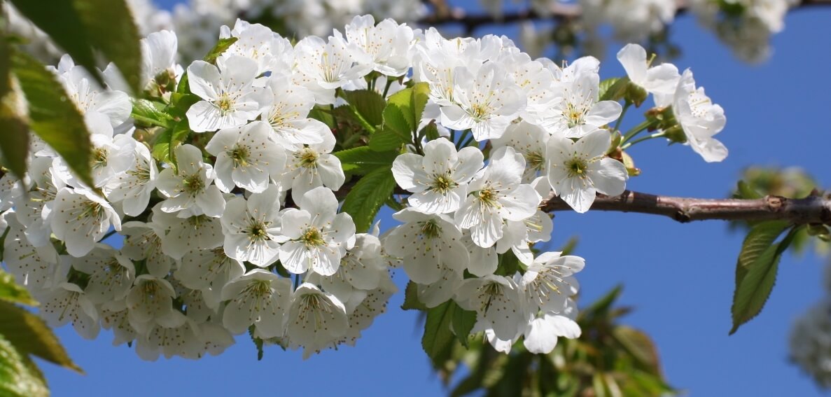 Galeriebild Verbandsgemeinde Weißenthurm Öffentliche Verwaltung